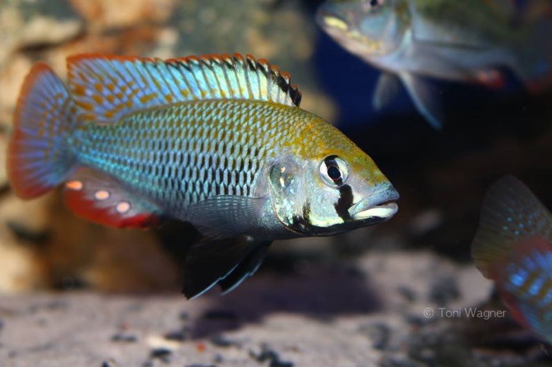 Astatotilapia calliptera 'Thumbi East Island'